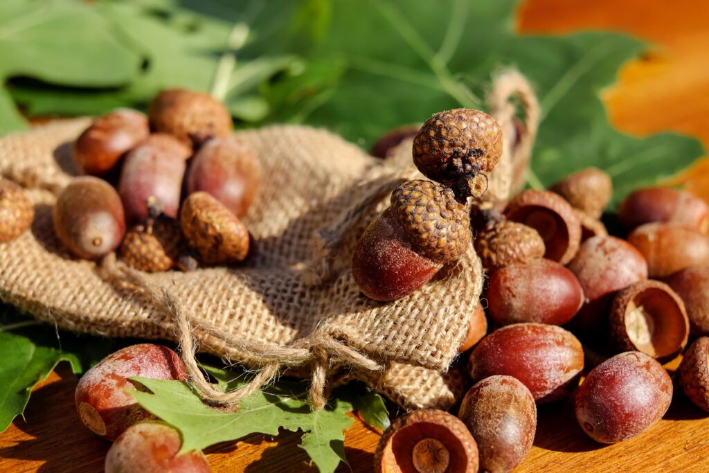 Rustic wallpaper with ripe acorns spilling from burlap bag and green oak leaves autumn background