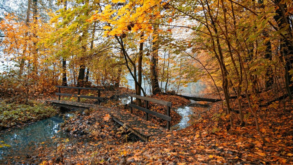 Autumn forest with rustic wooden bridge over stream vibrant yellow orange leaves peaceful scene Wallpaper