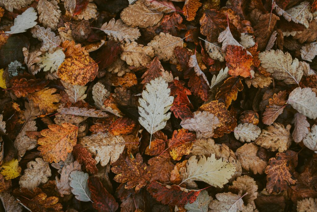 Close-up of dry autumn leaves in browns golds and reds detailed natural fall foliage wallpaper