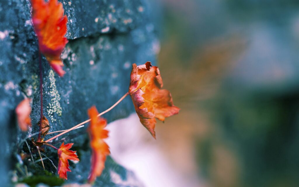 Serene Autumn Leaves Wallpaper: Vibrant Orange & Brown Stone Backdrop