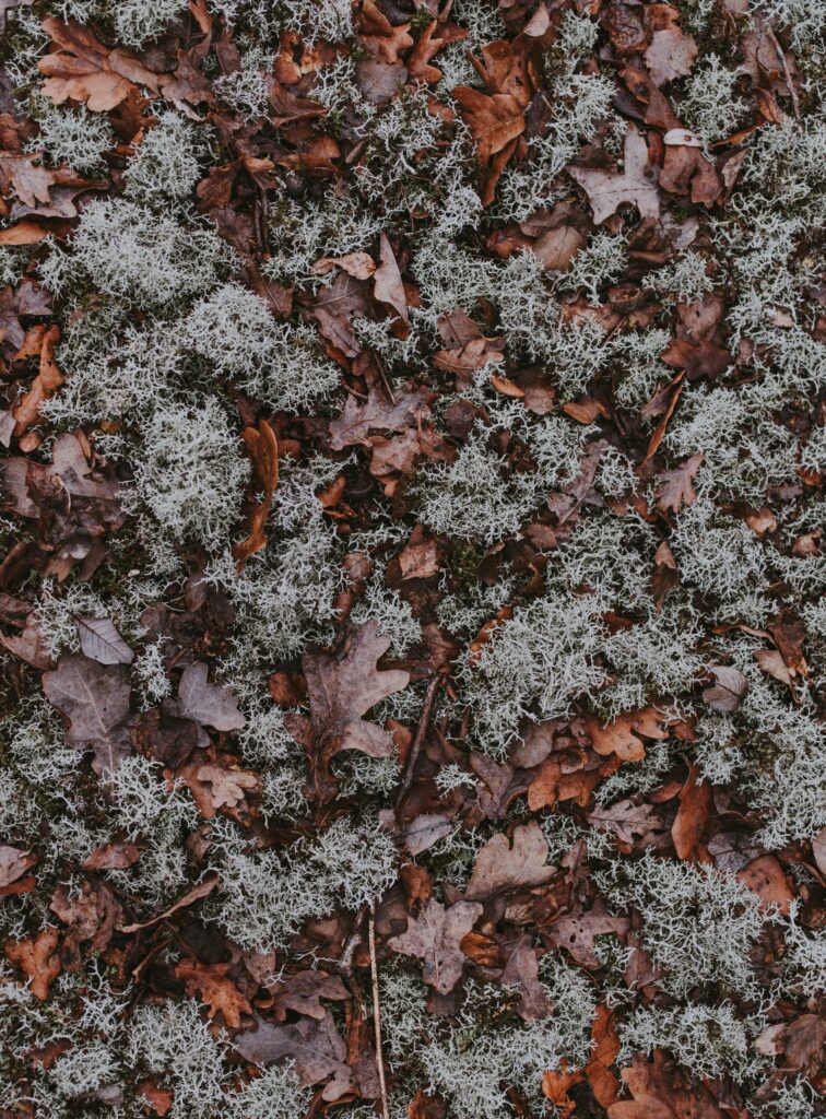 Rustic Autumn Leaves & Moss Wallpaper Background