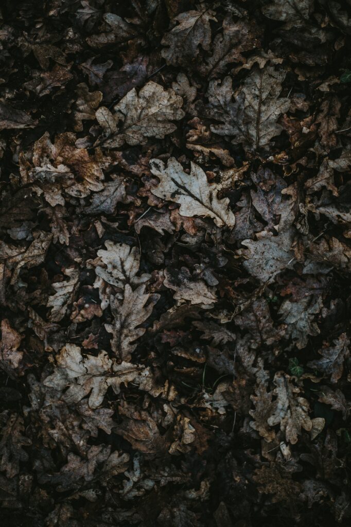 Dense fallen oak leaves wallpaper in earthy brown autumn tones with rustic natural textures