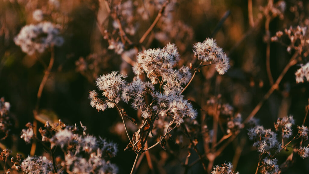 Dry branches with white fluffy seed heads in warm autumn tones rustic nature wallpaper background