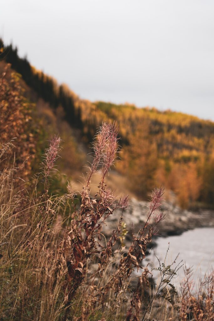 Dry wild grass and autumn plants with river and trees in soft focus rustic nature wallpaper background