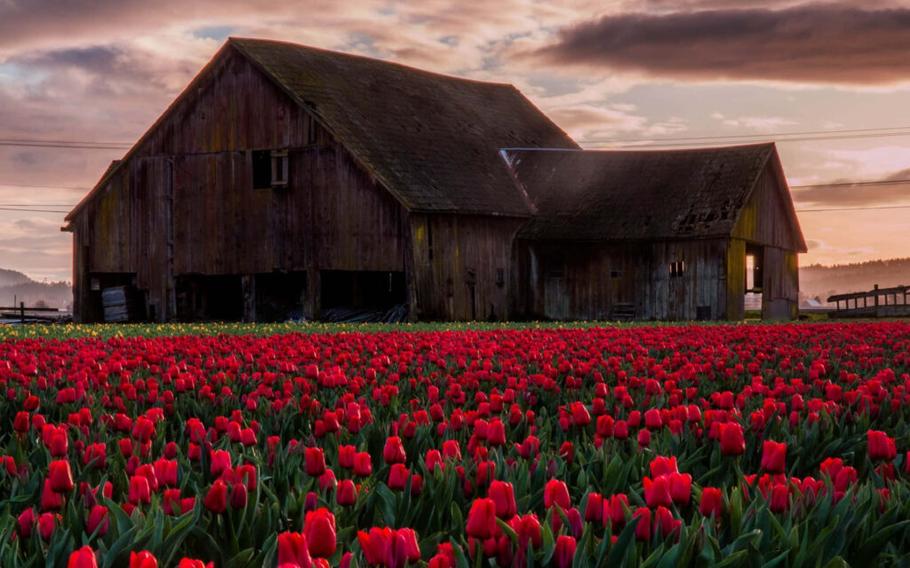 Rustic Barn Under Dramatic Sky Surrounded by Tulips - Serene Countryside Wallpaper