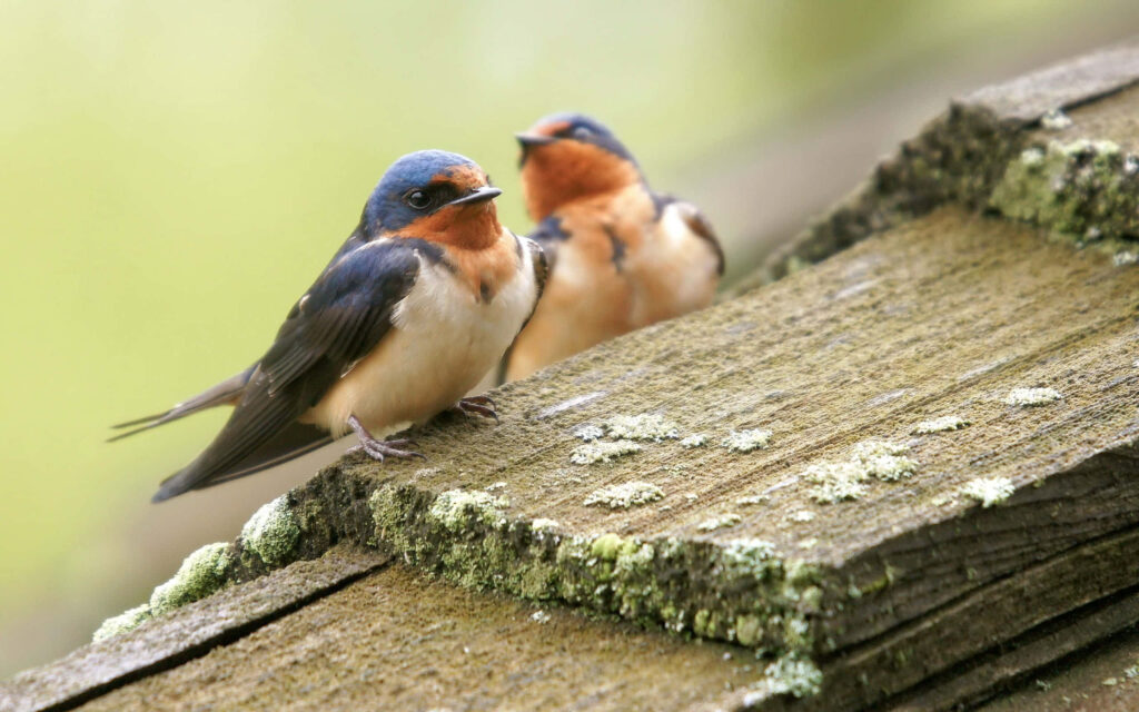 Rustic Wallpaper: Vibrant Barn Swallows on Weathered Plank