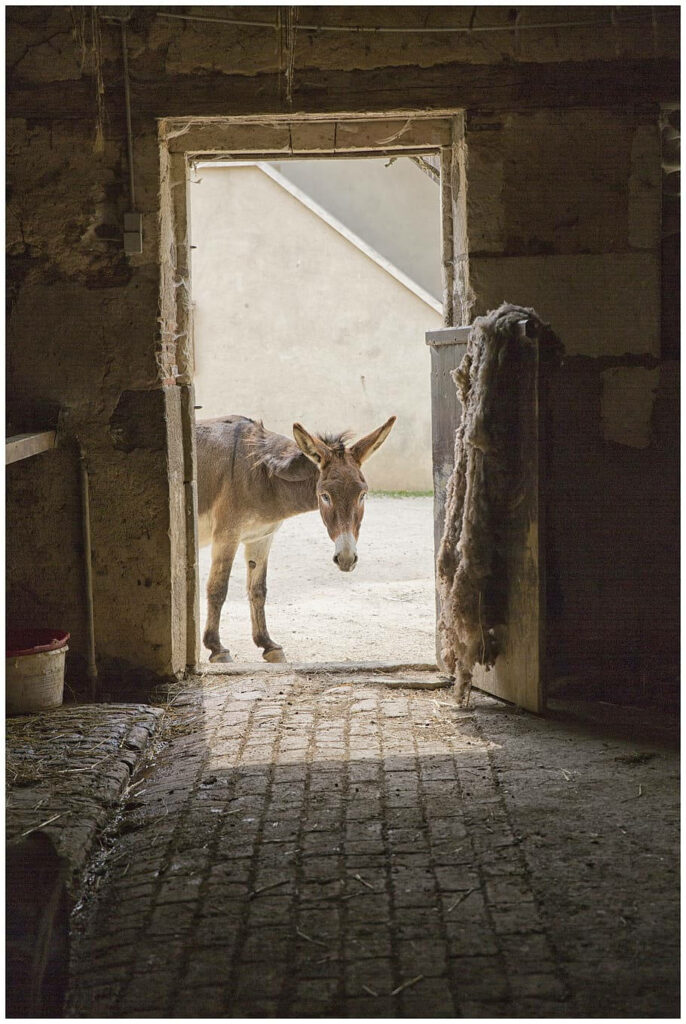 Rustic Barn Donkey Wallpaper: Countryside Farm Tranquility Background