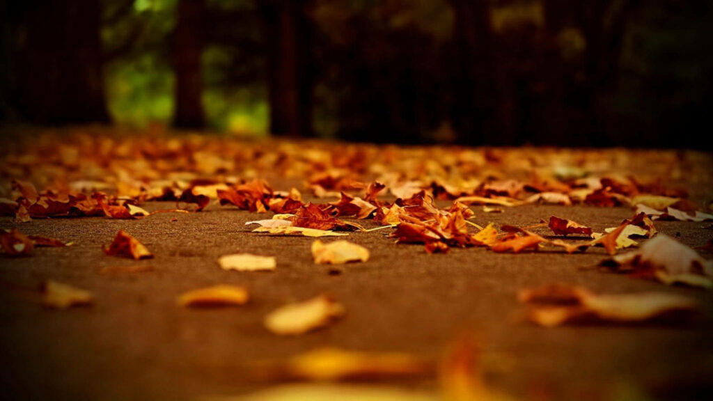 Autumn Enchantment: Mesmerizing Depth of Field Captured in a Dried Foliage Wallpaper
