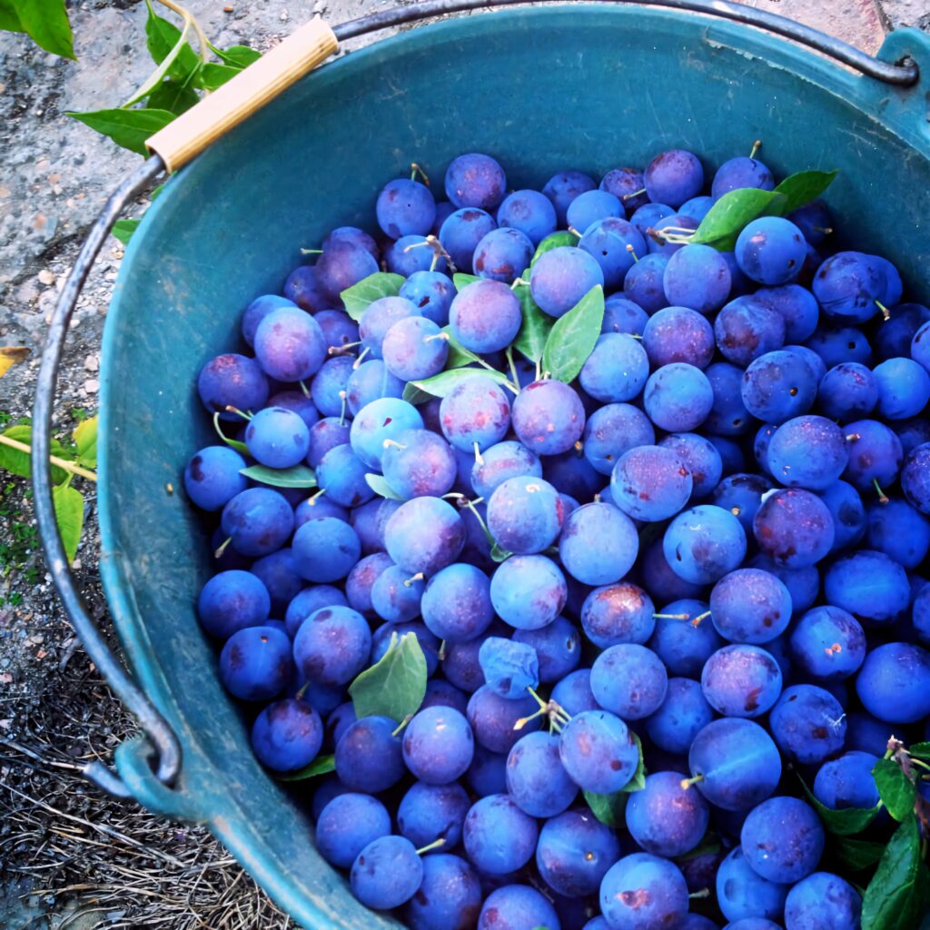 Rustic blue green bucket filled with fresh damson plums and green leaves on earthy background Wallpaper