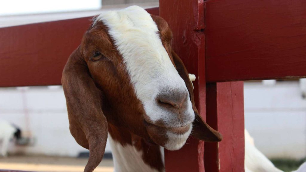 Boer goat with brown white markings peeking over red wooden fence rustic farm wallpaper background
