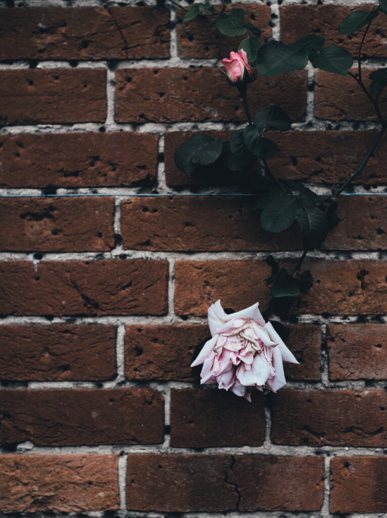 Delicate Rose on Rustic Brick Wall - Charming Background Wallpaper
