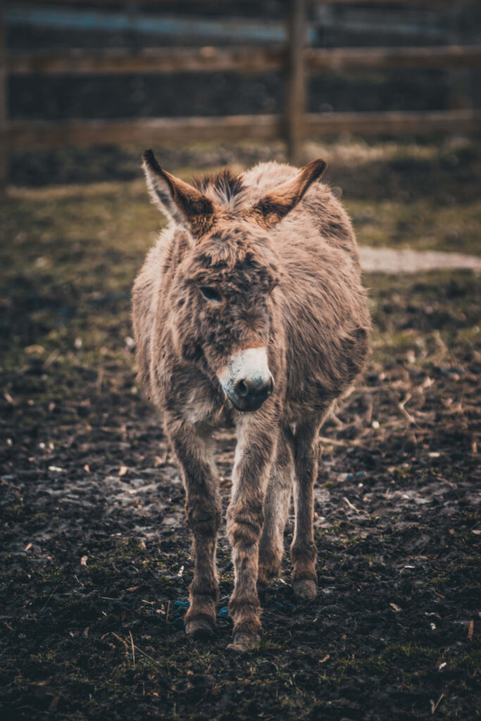 Close-up of brown donkey with soft fur standing on earthy ground inside rustic fenced area Wallpaper