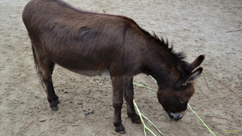 Brown donkey with coarse fur standing on sandy ground in natural light rustic animal wallpaper background