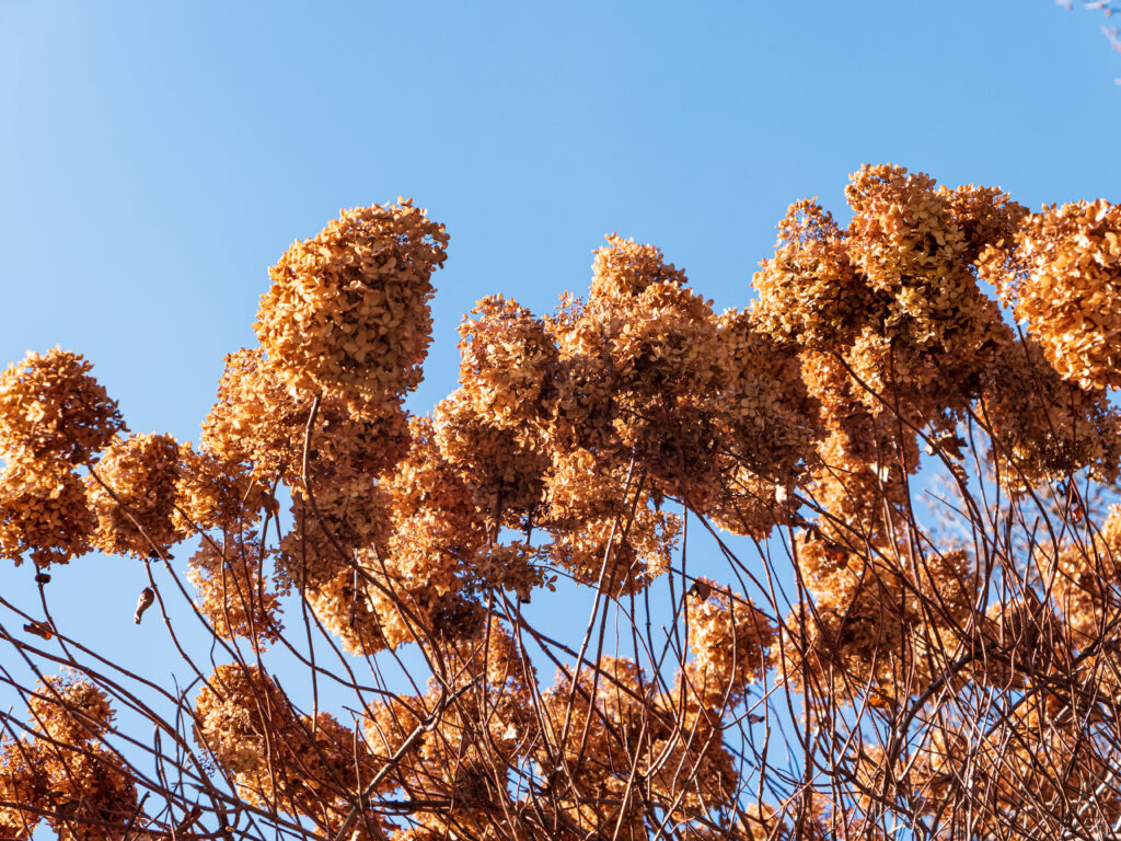 Brown dry lilac flowers on branches against clear blue sky rustic natural textured wallpaper background