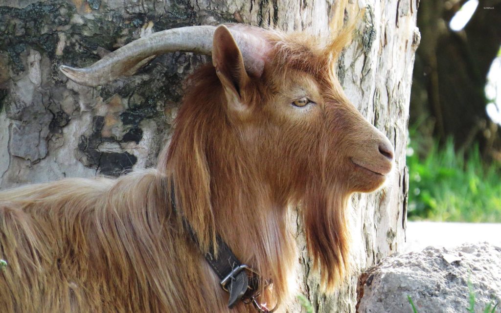 Close-up of long brown-haired goat with curved horns resting by textured tree trunk in soft light Wallpaper