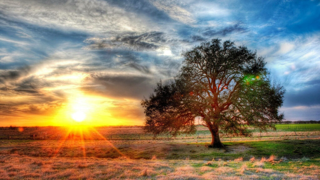 Sunset over Texas countryside field with solitary tree and vibrant gold blue HDR sky laptop wallpaper
