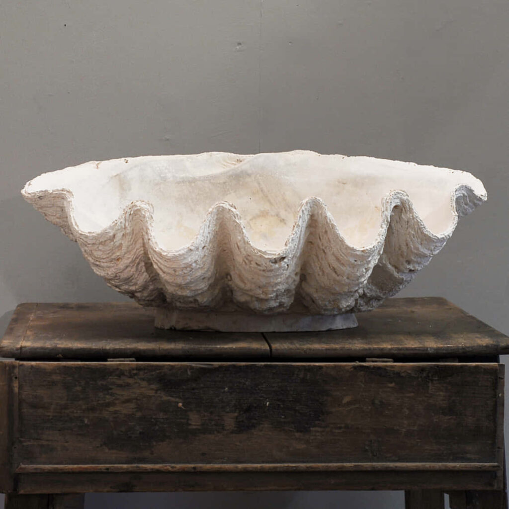 Striking off-white clam shell with textured ripples on rustic wooden table vintage coastal wallpaper