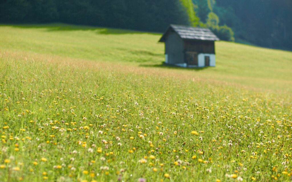 Rustic house by lush green field with wildflowers tall grass soft natural light countryside view Wallpaper