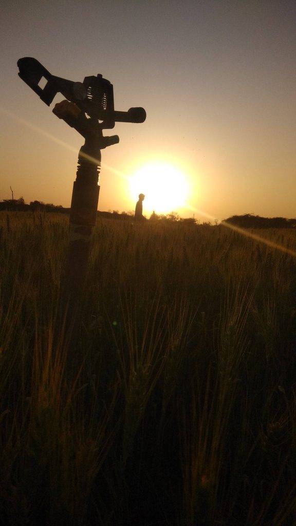 Sunset over golden wheat field with irrigation sprinkler and distant figure rustic countryside background Wallpaper