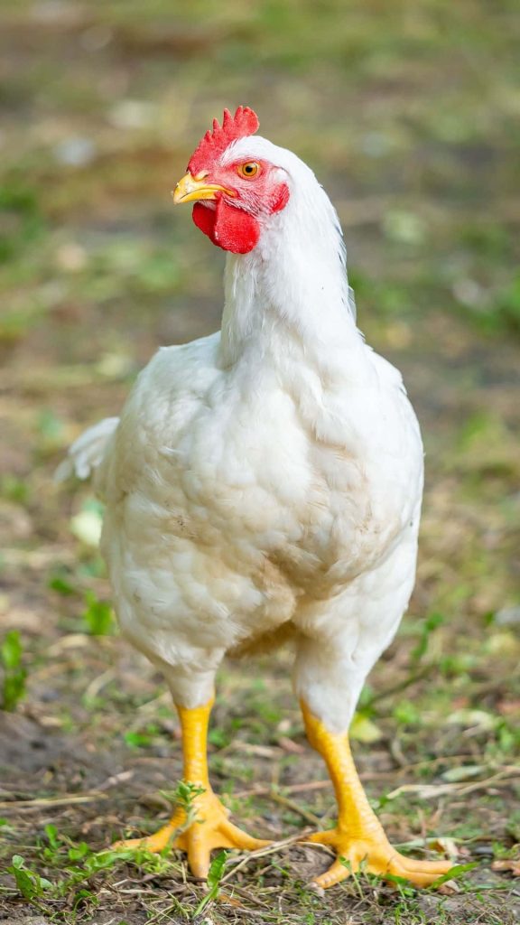 White chicken with red comb and yellow legs in rustic countryside natural background wallpaper