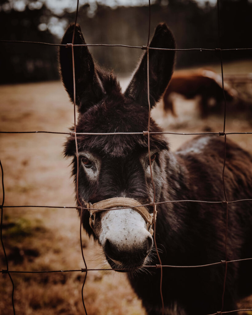 Close-up of dark brown donkey behind wire fence in rustic countryside with soft natural light Wallpaper