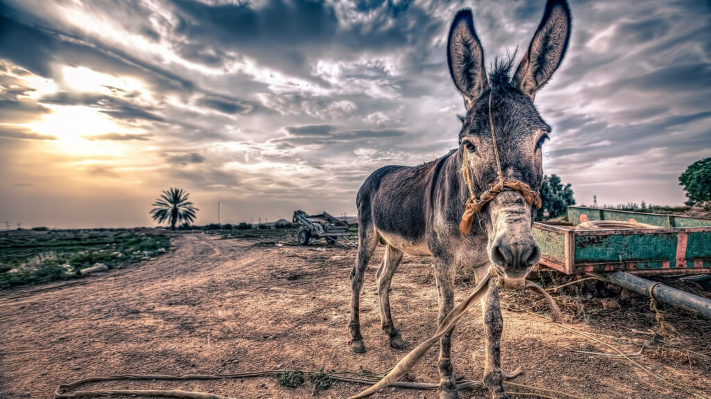Close-up of donkey on rustic dirt path at sunset with dramatic clouds and rural farmland backdrop Wallpaper