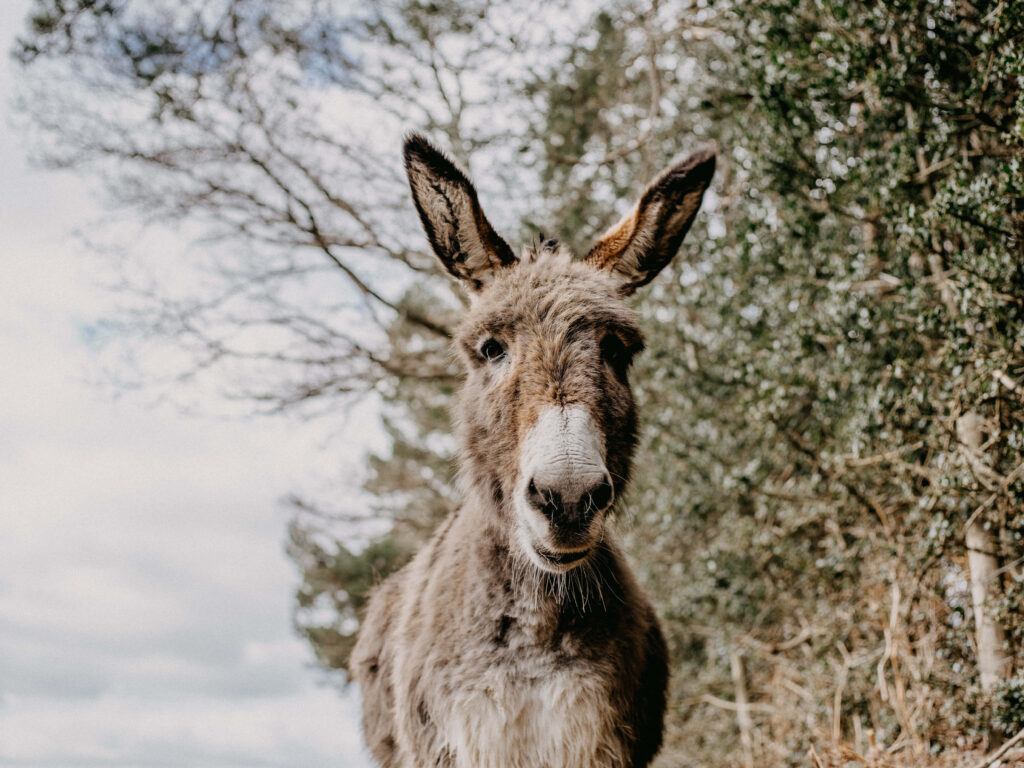 Charming donkey with soft fur and expressive eyes in rustic outdoor scene with cloudy sky and trees Wallpaper