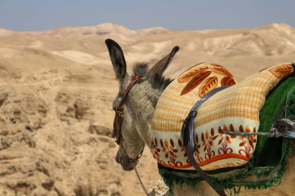 Donkey in patterned blanket stands in sunlit desert with clear sky and sandy hills wallpaper