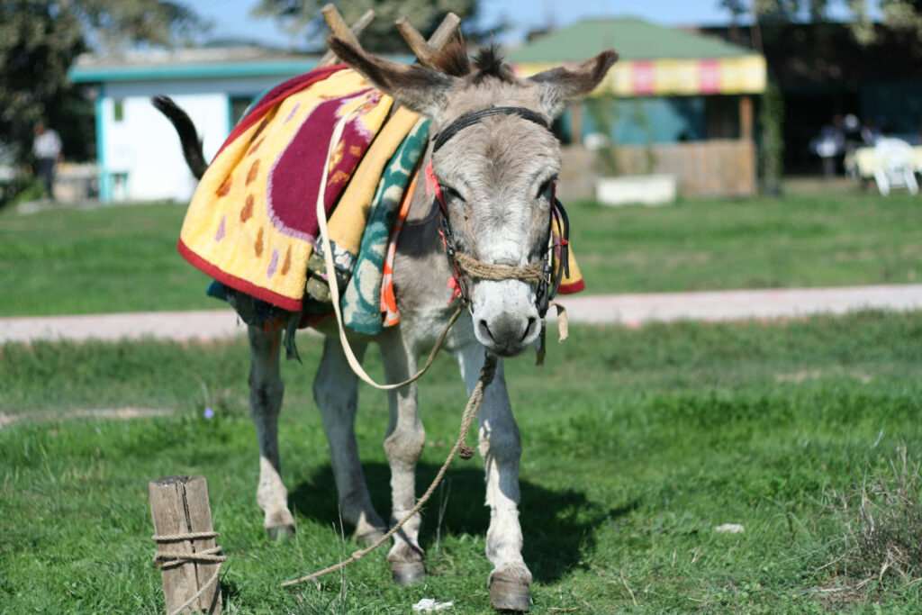 Gentle donkey on green grass wearing colorful red yellow orange blanket in sunny countryside Wallpaper