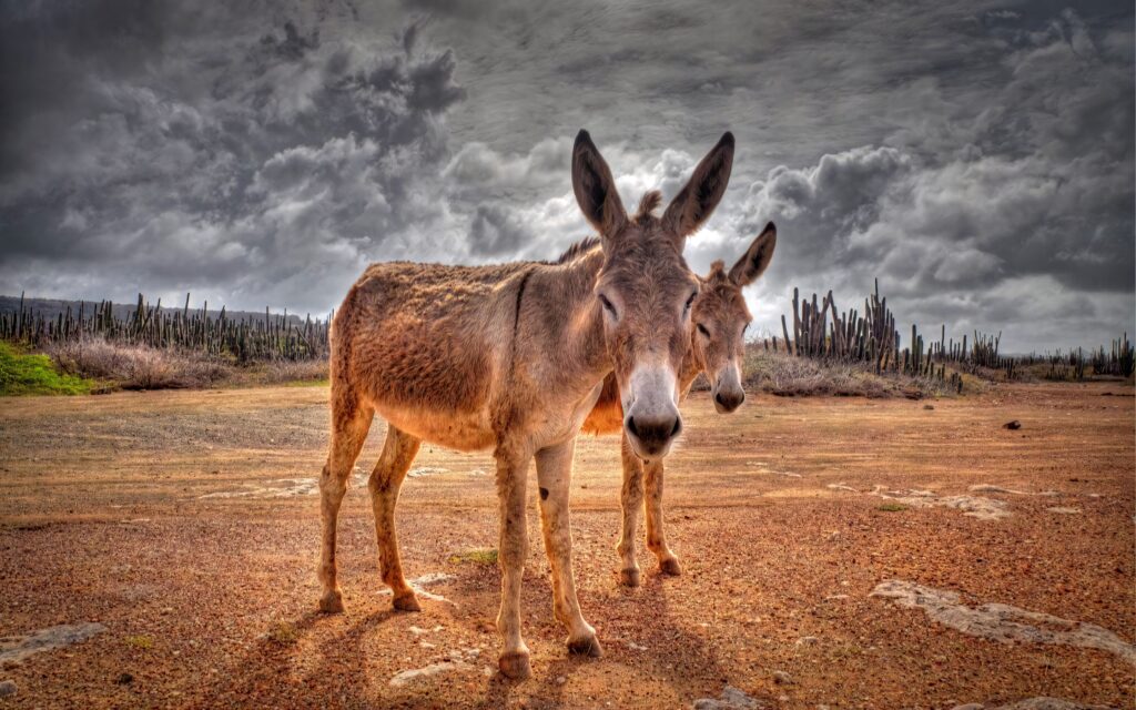 Two donkeys standing on rugged sunlit landscape with cacti under a dramatic cloudy sky wallpaper