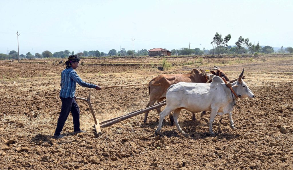 Farmer plowing dry rural field with oxen in bright daylight rustic traditional farming scene Wallpaper