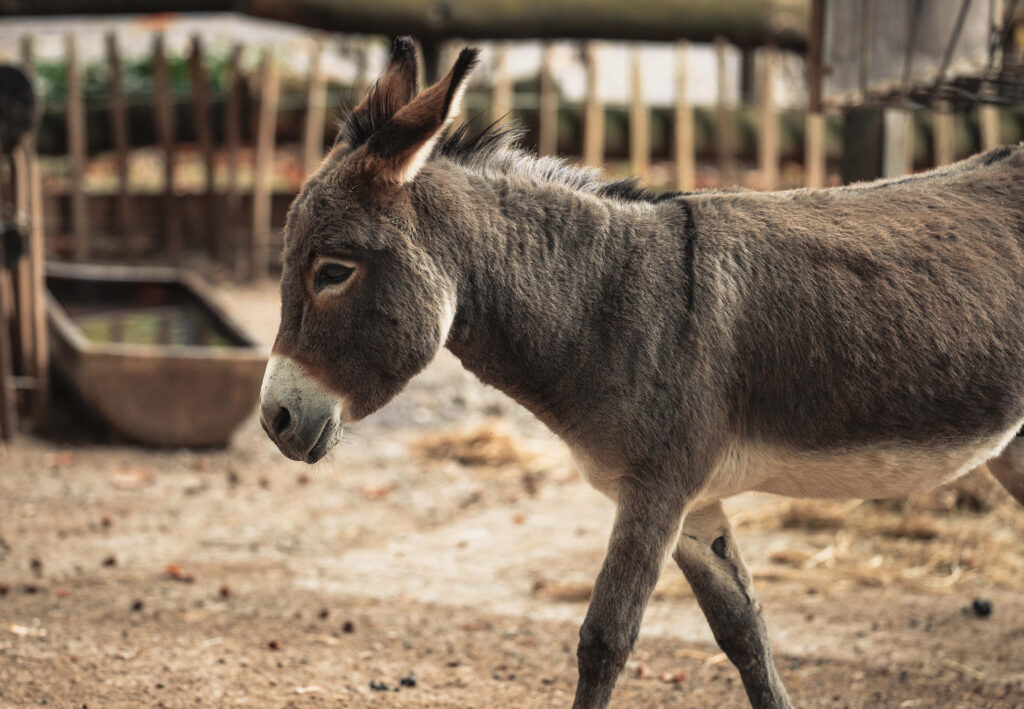Close-up of donkey with textured fur walking in rustic farmyard with wooden fencing background Wallpaper