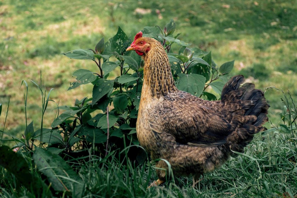 Brown speckled free-range hen standing in lush green garden natural light farm life wallpaper