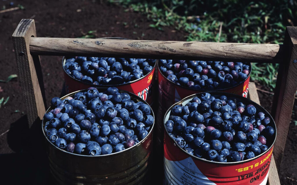 Fresh blueberries in three rustic tin cans vibrant natural harvest wallpaper background