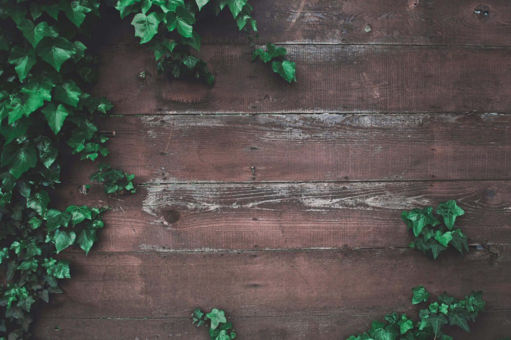 Rustic wallpaper with green ivy on textured dark brown wood panel for calming background
