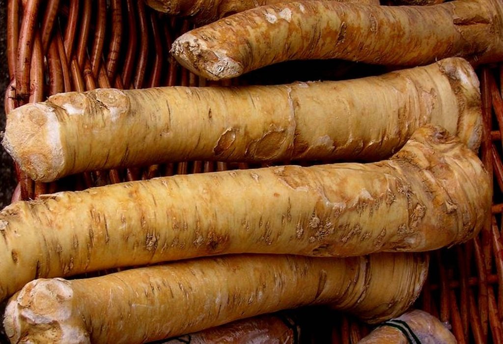 Close up of raw horseradish roots in rustic wicker basket kitchen wallpaper background