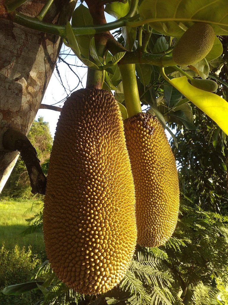 Majestic jackfruits hanging on tree in golden sunlight surrounded by lush green foliage wallpaper