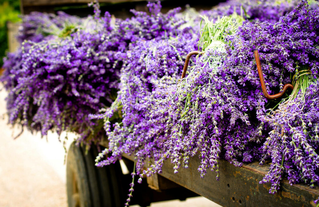 Rustic Lavender Wallpaper: Vibrant Purple Bundle on Wooden Cart