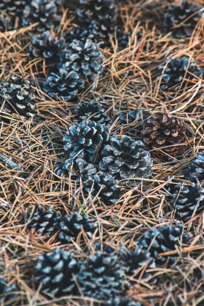 Macro close-up of dry pine needles and textured pine cones on rustic earthy forest floor background Wallpaper