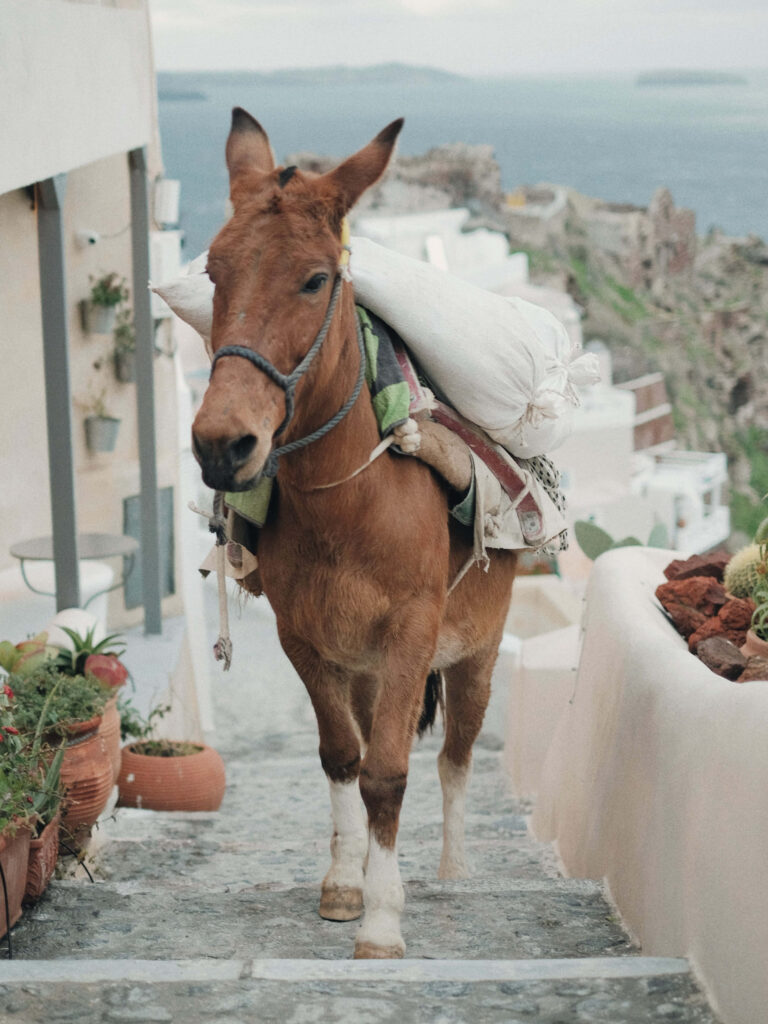 Brown donkey climbing stone steps in Mediterranean village with sea view and potted plants Wallpaper