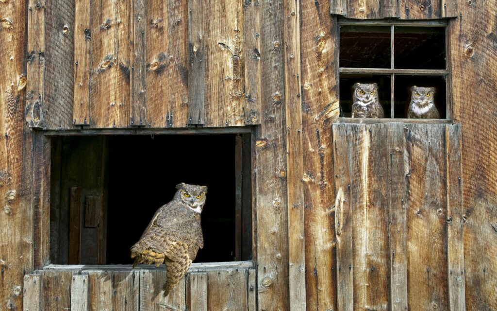 Rustic Owl Scene with Barn Window - 1920x1200 Wallpaper
