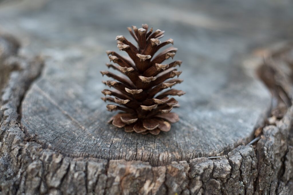 Brown pine cone on textured tree stump close-up showcasing natural wood grain and rustic details Wallpaper