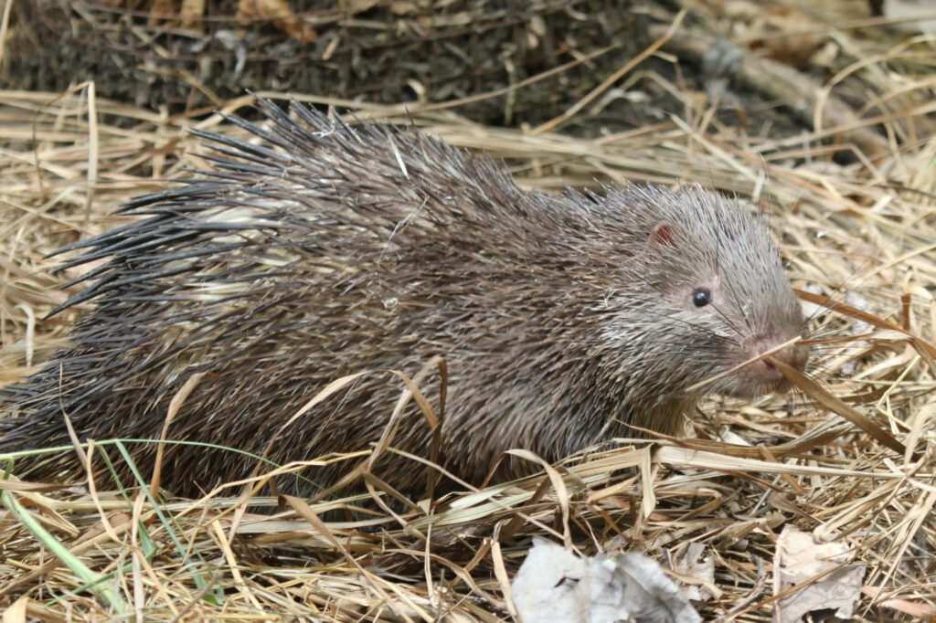 Rustic Porcupine Wallpaper: Serene Nature Background with Quills