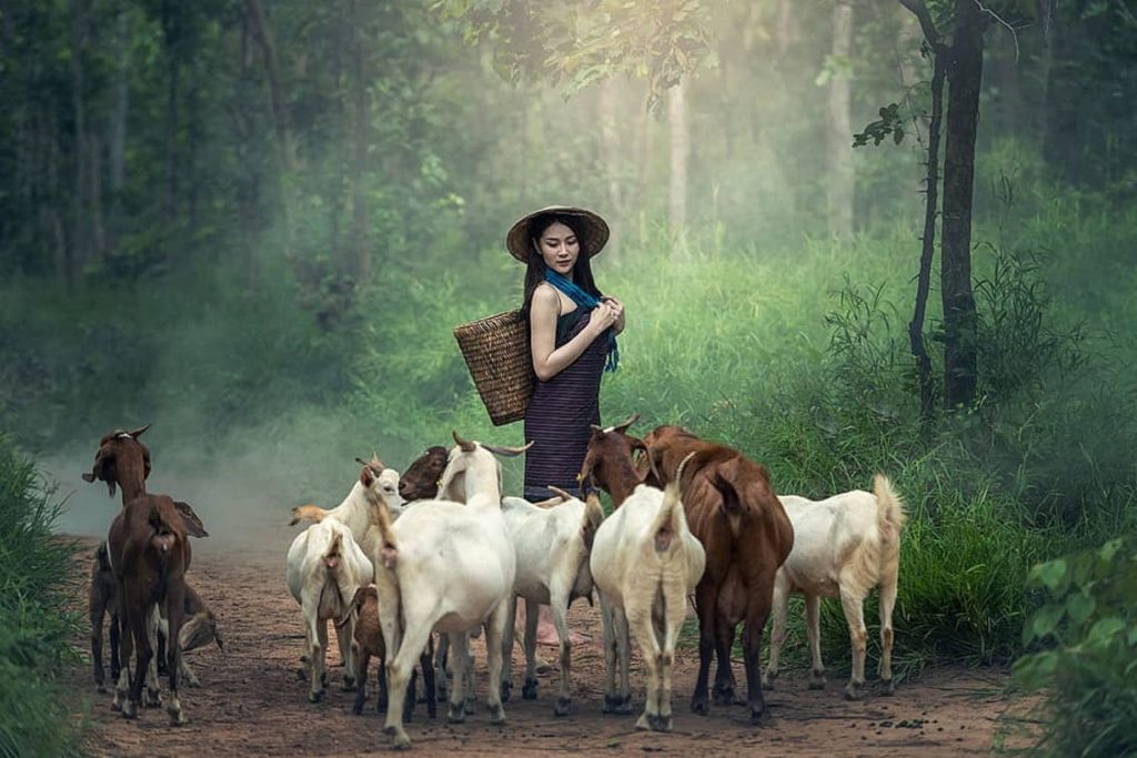 Young woman in conical hat leads goats on misty forest path rustic nature wallpaper background