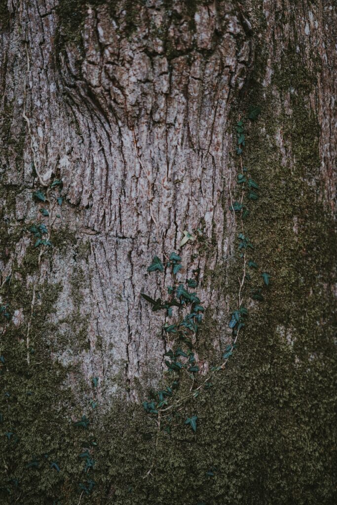 Close-up of rugged tree bark with moss and delicate vines in rustic woodland wallpaper background