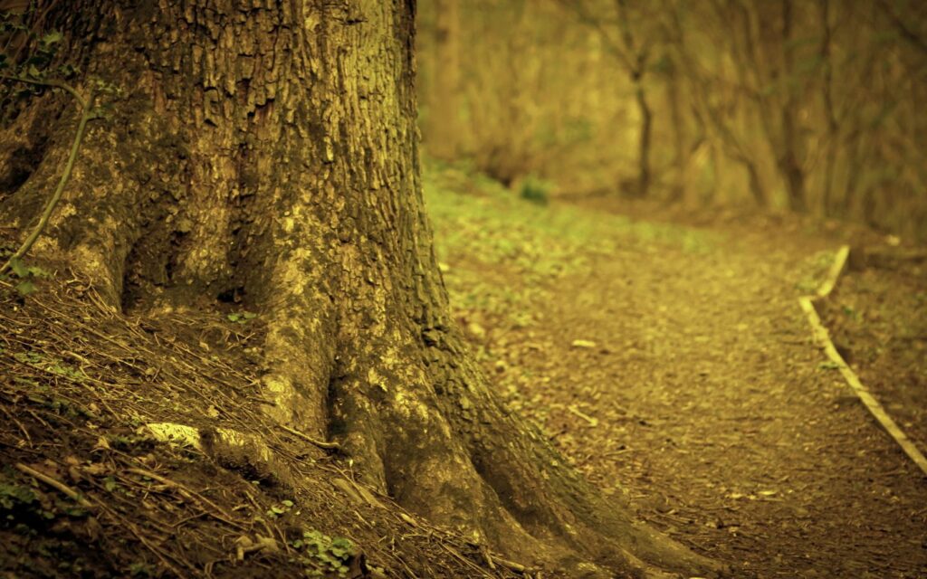 Textured tree trunk with sprawling roots beside winding path in dry forest with earthy hues Wallpaper