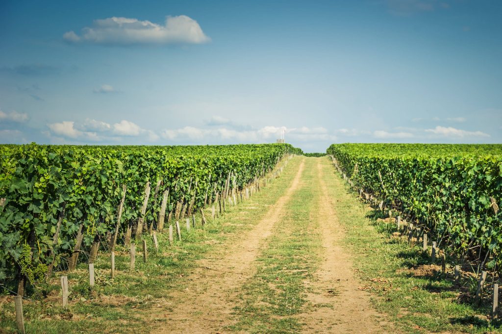 Vineyard dirt trail between lush green grapevines under bright blue sky rural landscape wallpaper