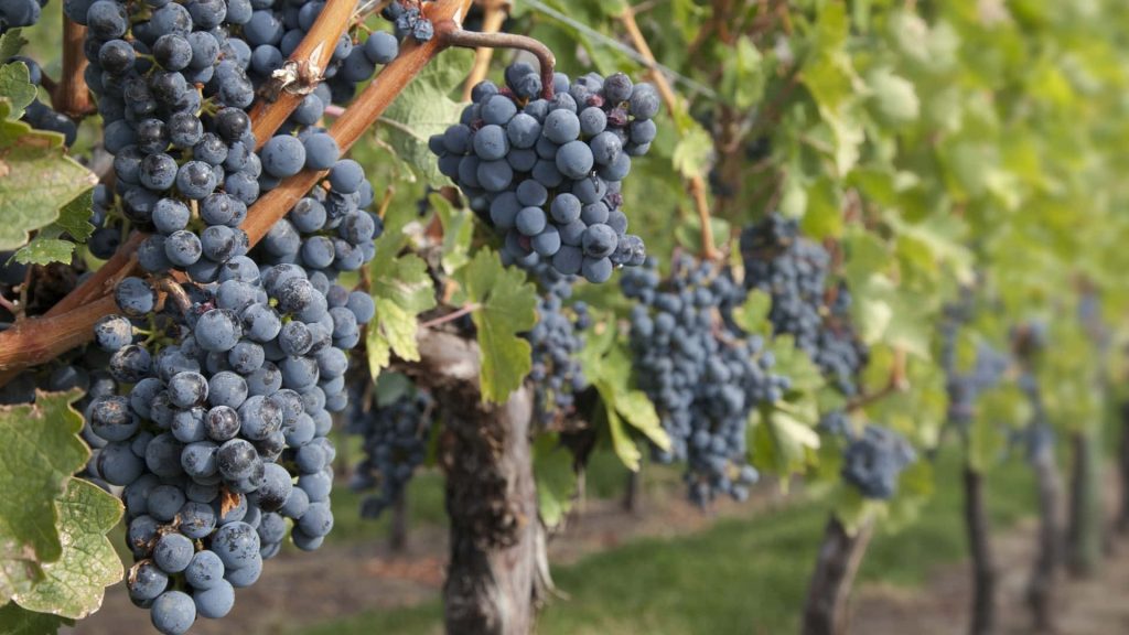 Rustic vineyard wallpaper with ripe dark purple Concord grapes on lush green vines outdoors