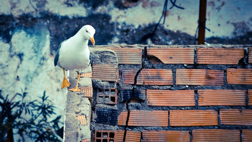 Serene Bird on Rustic Brick Wall: Nature Meets Weathered Texture Wallpaper