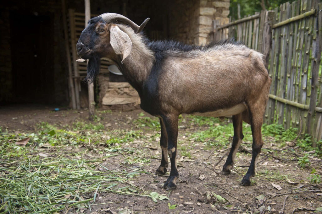 Rustic Brown Goat Wallpaper: Nature Scene with Wooden Fence & Horns